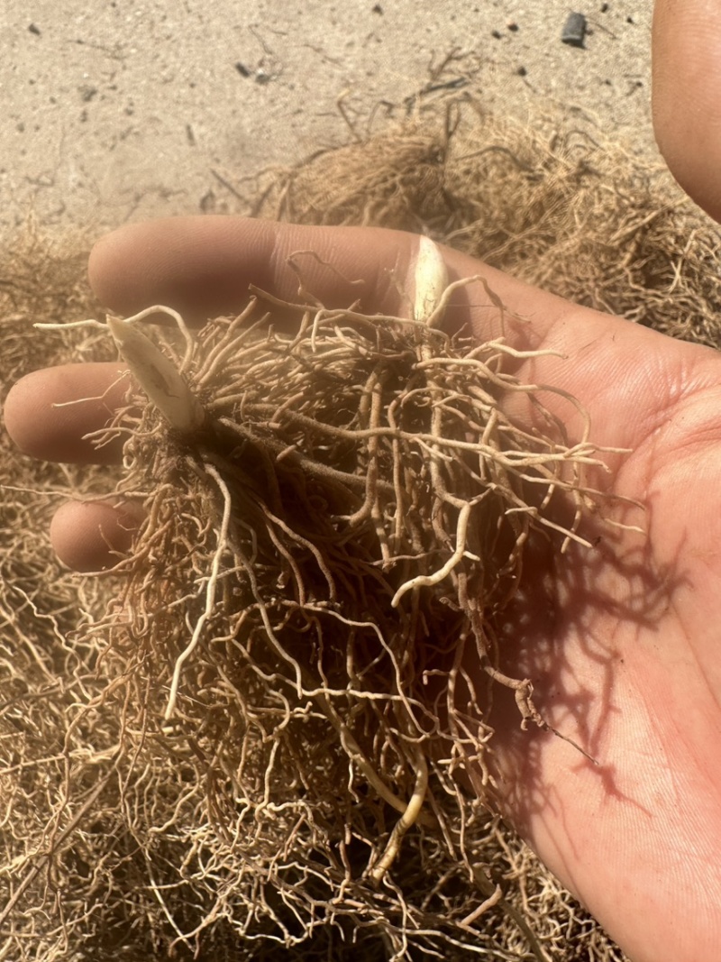 铃兰芽子，批发零售，基地直销，价格便宜数量足