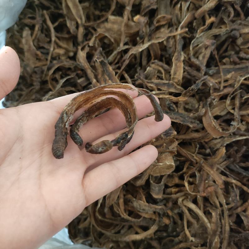 地龙小地龙半开祥泰药材栈中药材批发零售实物拍摄量多