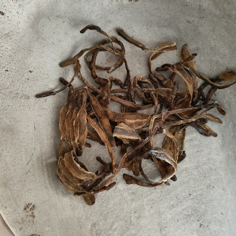 地龙小地龙半开祥泰药材栈中药材批发零售实物拍摄量多