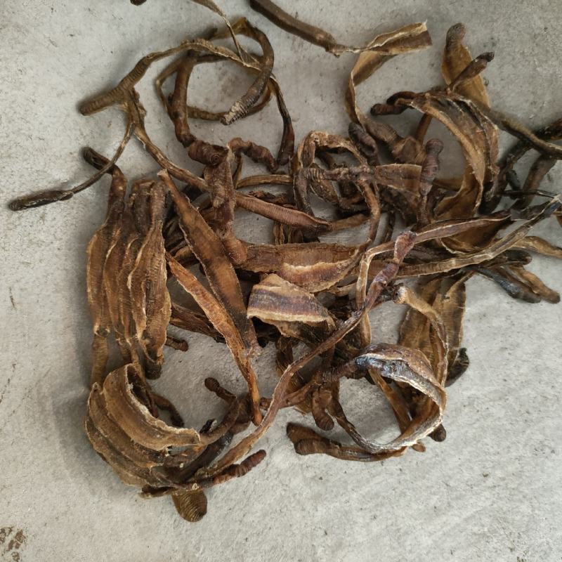 地龙小地龙半开祥泰药材栈中药材批发零售实物拍摄量多