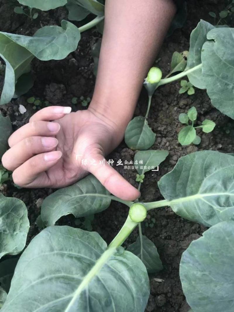 广东白花芥蓝种子正源和利农蔬菜种籽利宝芥兰种子白花蜡粉少