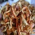 无硫陈皮丝，橘子皮，纯干当年新货，产地一手货源