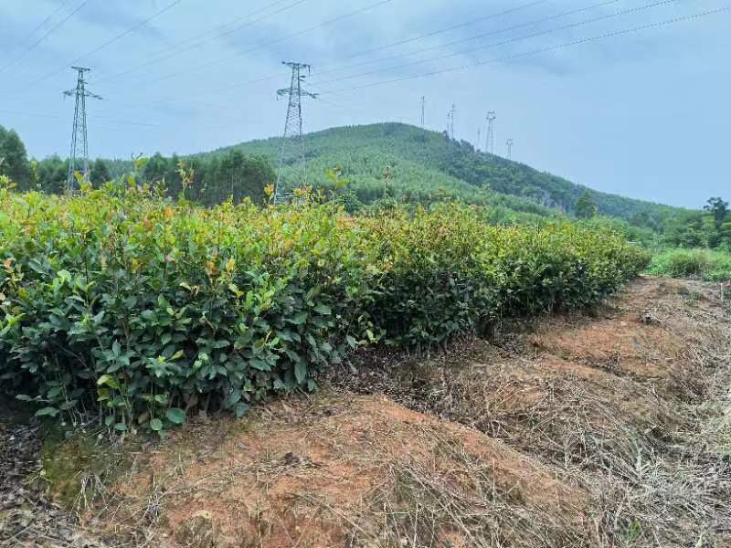 油茶实生杯苗