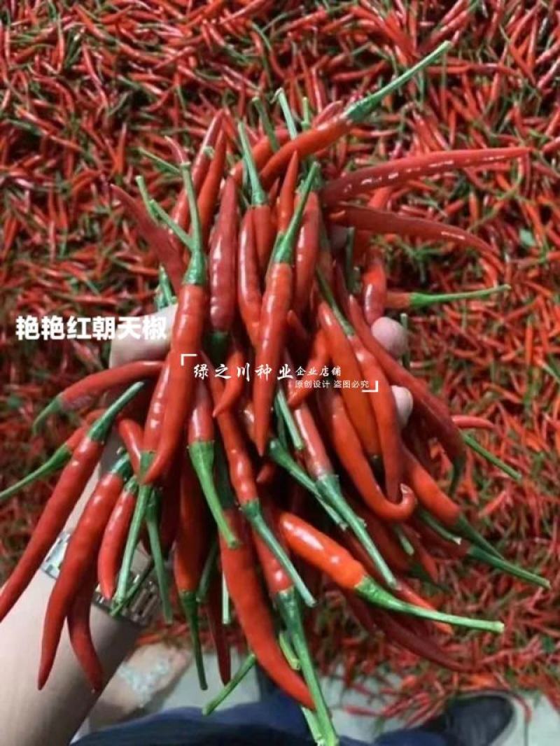 艳艳红朝天椒种子特辣辣味浓硬度好单生米椒艳红辣椒种子