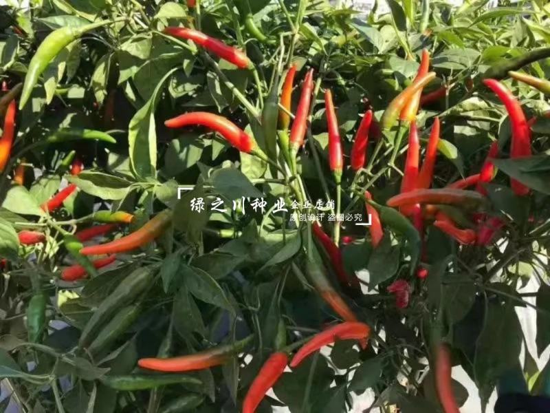 艳艳红朝天椒种子特辣辣味浓硬度好单生米椒艳红辣椒种子