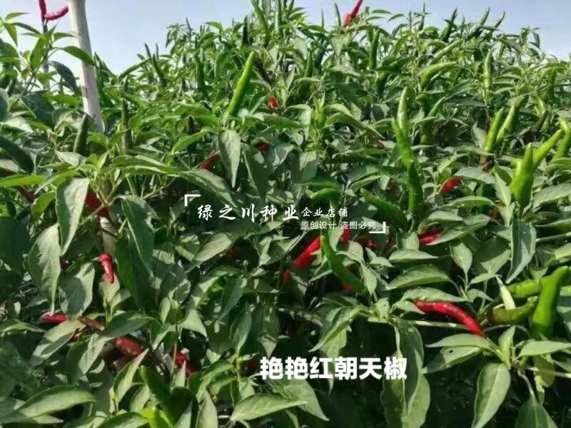 艳艳红朝天椒种子特辣辣味浓硬度好单生米椒艳红辣椒种子