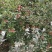 【推荐】高山糖心红富士丑苹果对接商超批发市场