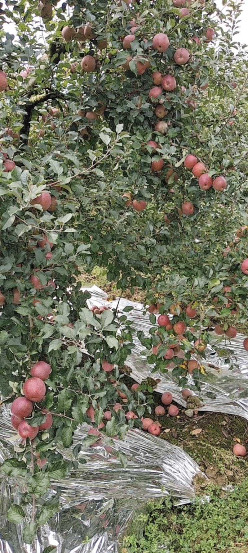 【推荐】高山糖心红富士丑苹果对接商超批发市场