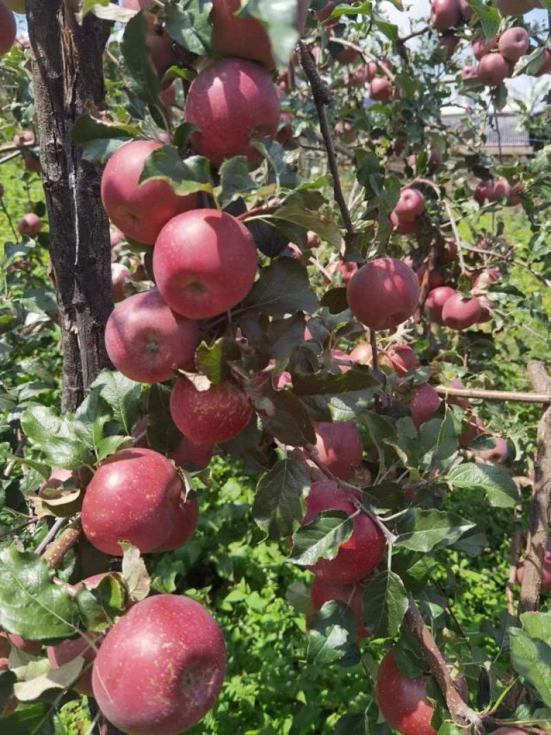 糖心苹果（云南丽江宁蒗县新营盘乡）苹果比图片更美