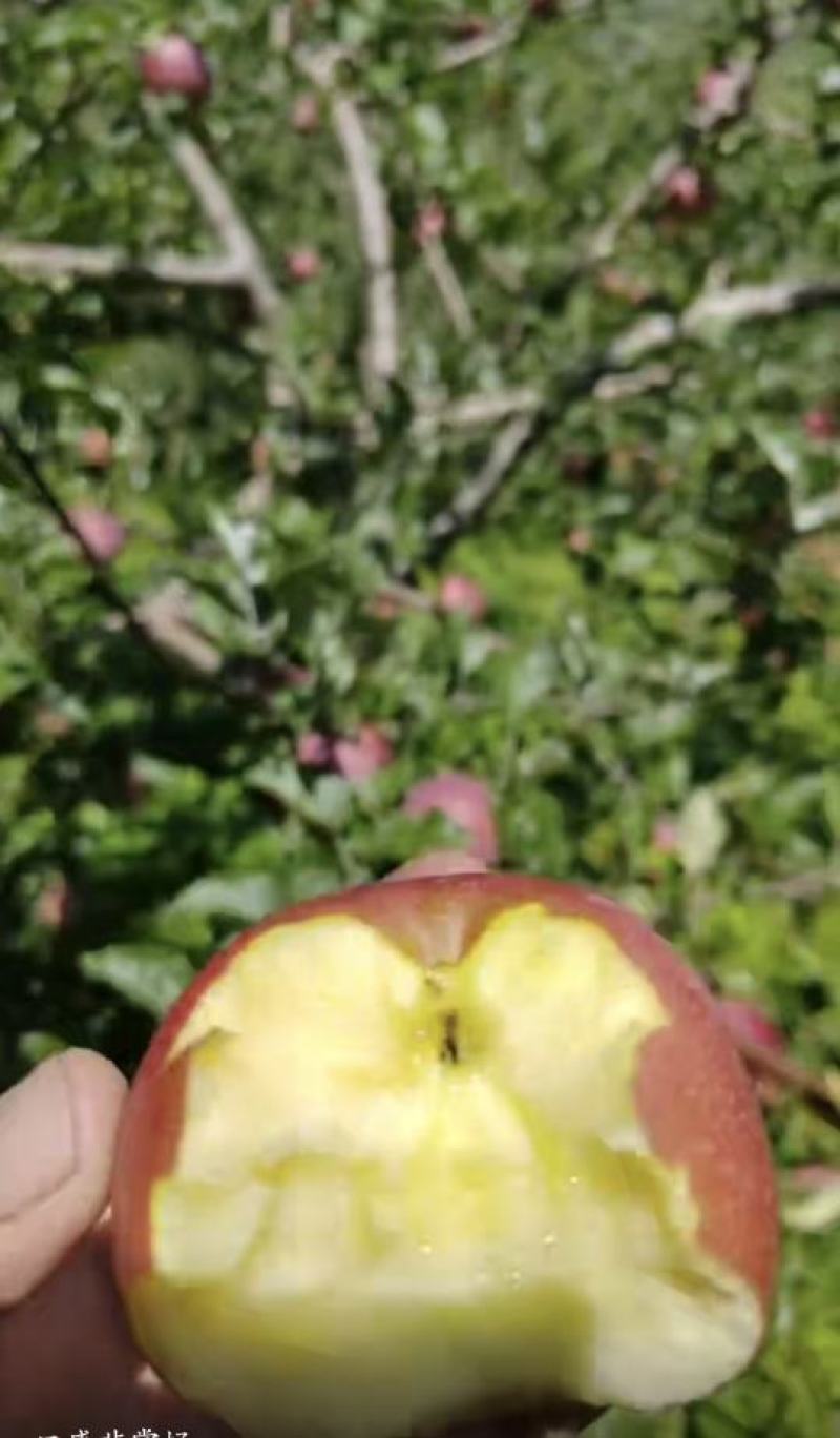 糖心苹果（云南丽江宁蒗县新营盘乡）苹果比图片更美