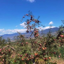 糖心苹果（云南丽江宁蒗县新营盘乡）苹果比图片更美
