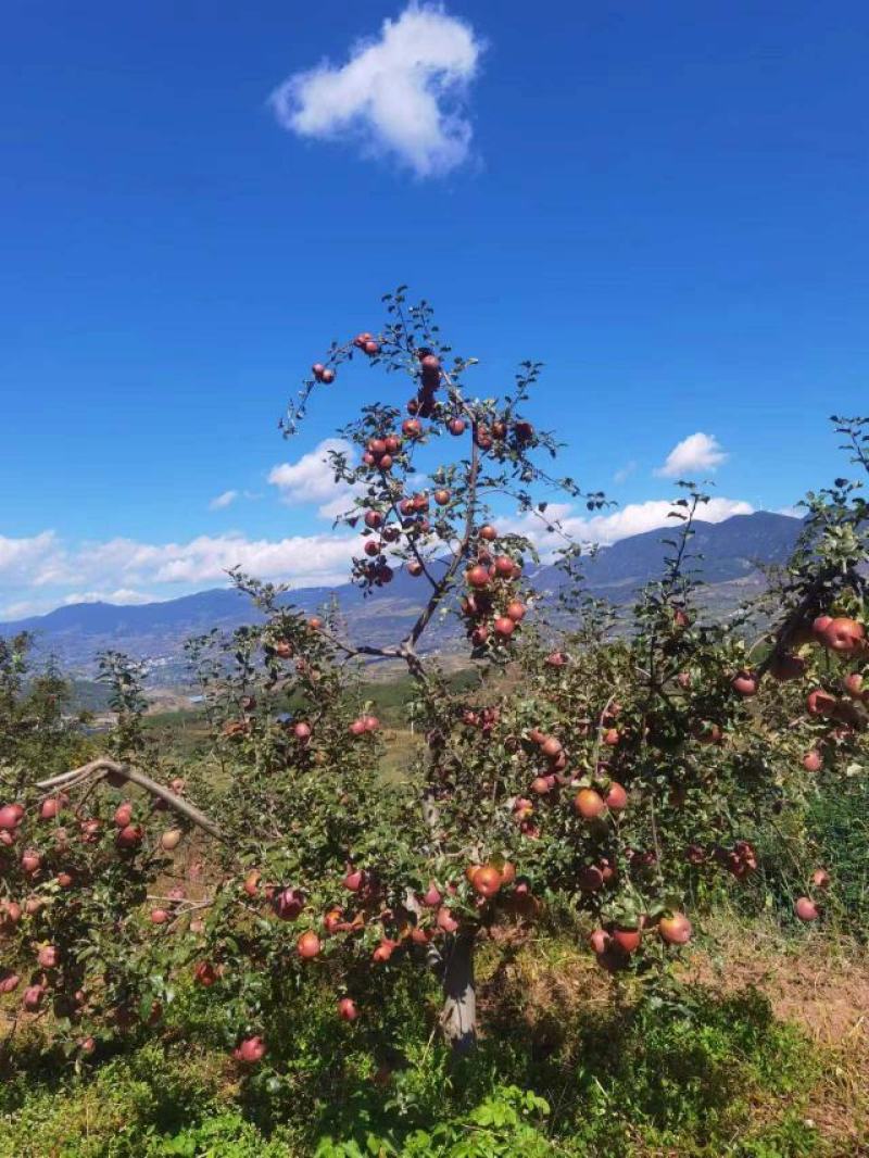 糖心苹果（云南丽江宁蒗县新营盘乡）苹果比图片更美