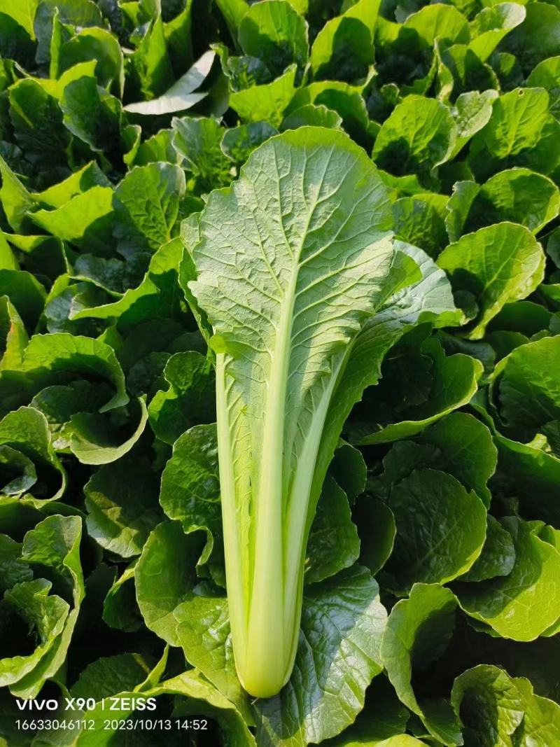 河北邯郸市四季果蔬代购代销精品小白菜大量有货。