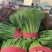 河北邯郸市四季果蔬代购代销精品小白菜大量有货。
