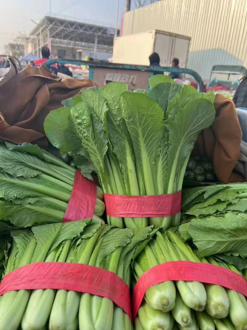 河北邯郸市四季果蔬代购代销精品小白菜大量有货。