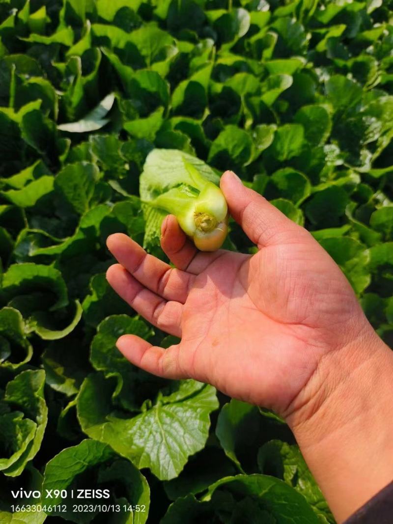 河北邯郸市四季果蔬代购代销精品小白菜大量有货。