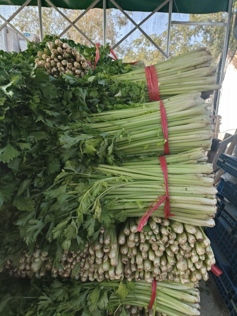 江苏徐州精品小西芹大量有货供应，质量很好，欢迎采购