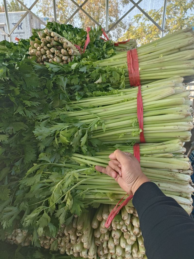 江苏徐州精品小西芹大量有货供应，质量很好，欢迎采购