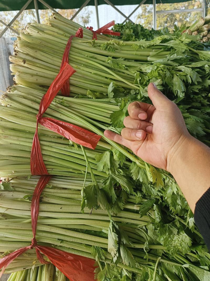江苏徐州精品小西芹大量有货供应，质量很好，欢迎采购