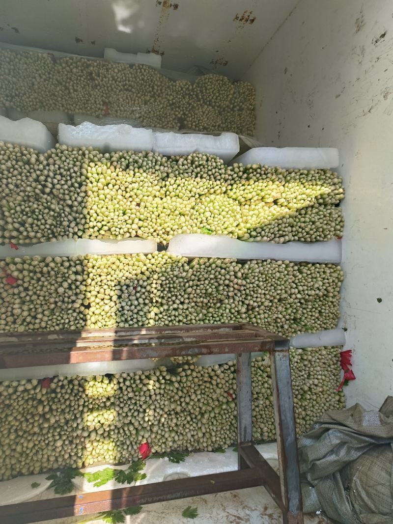 江苏徐州精品小西芹大量有货供应，质量很好，欢迎采购