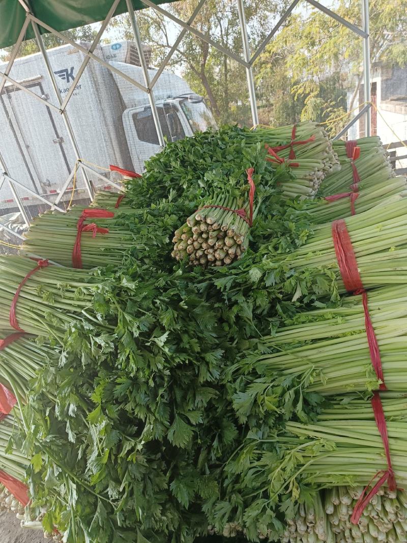 江苏徐州精品小西芹大量有货供应，质量很好，欢迎采购
