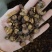 甘草炙甘草蜜炙甘草祥泰药材栈中药材批发零售实物拍摄