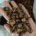 甘草炙甘草蜜炙甘草祥泰药材栈中药材批发零售实物拍摄