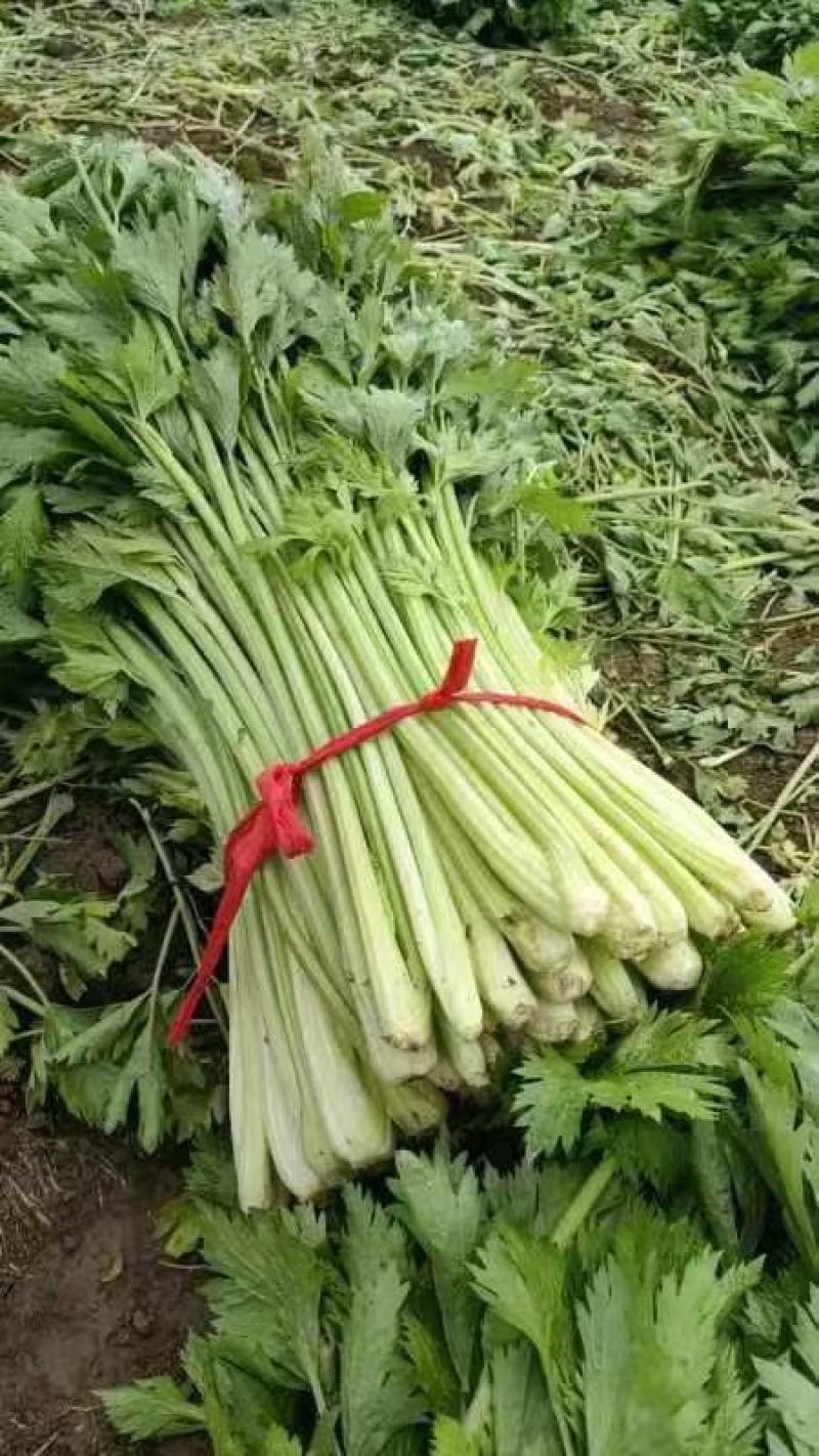 江苏徐州精品小西芹大量有货供应，质量很好，欢迎采购