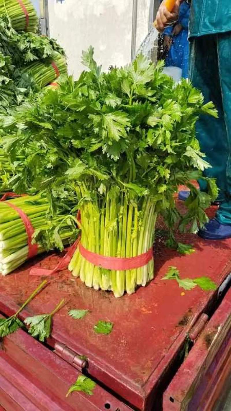 江苏徐州精品小西芹大量有货供应，质量很好，欢迎采购