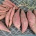 西瓜红红薯大量上市，产地直销，欢迎各地老板前来选购。