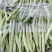 全国带收带发价格真实质量保证诚信为本小金豆无筋豆白豆偏豆
