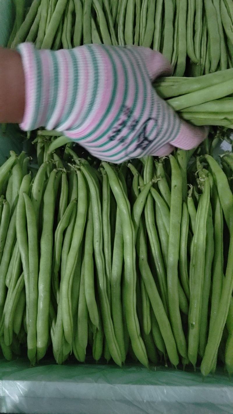 全国带收带发价格真实质量保证诚信为本小金豆无筋豆白豆偏豆
