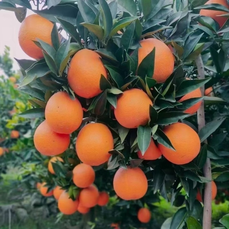 【实力供货】脐橙，纽荷尔脐橙秭归纽荷尔脐橙电商市场货