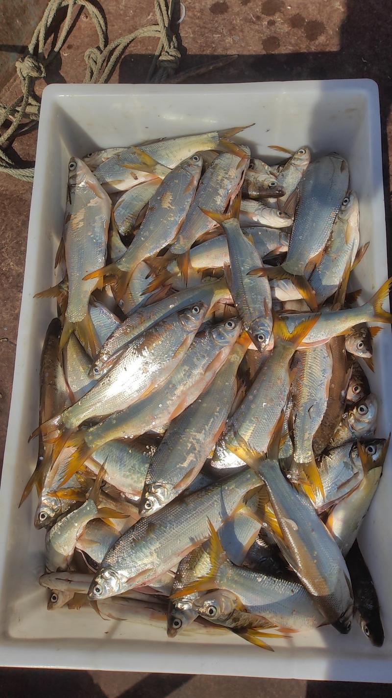 精品黄尾巴鱼，大量出货，量大从优，发往全国各地，欢迎联系