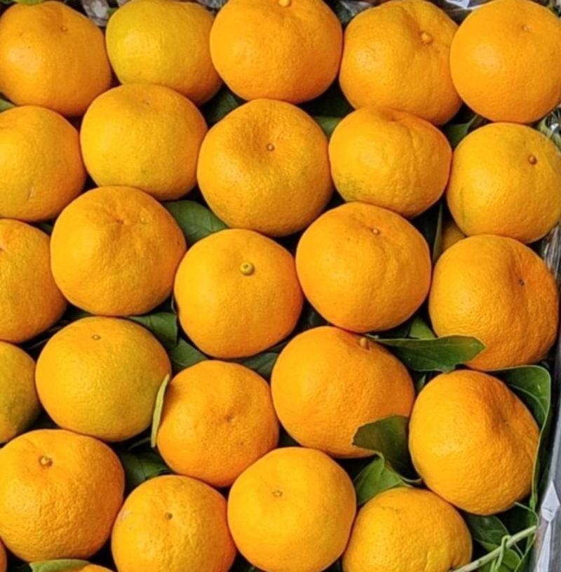 汉中薄皮蜜橘大量有货，自然熟无打蜡，