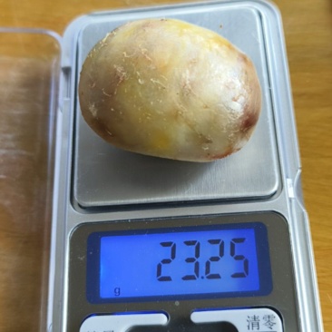 鸭宝，8年家养老母鸭取出