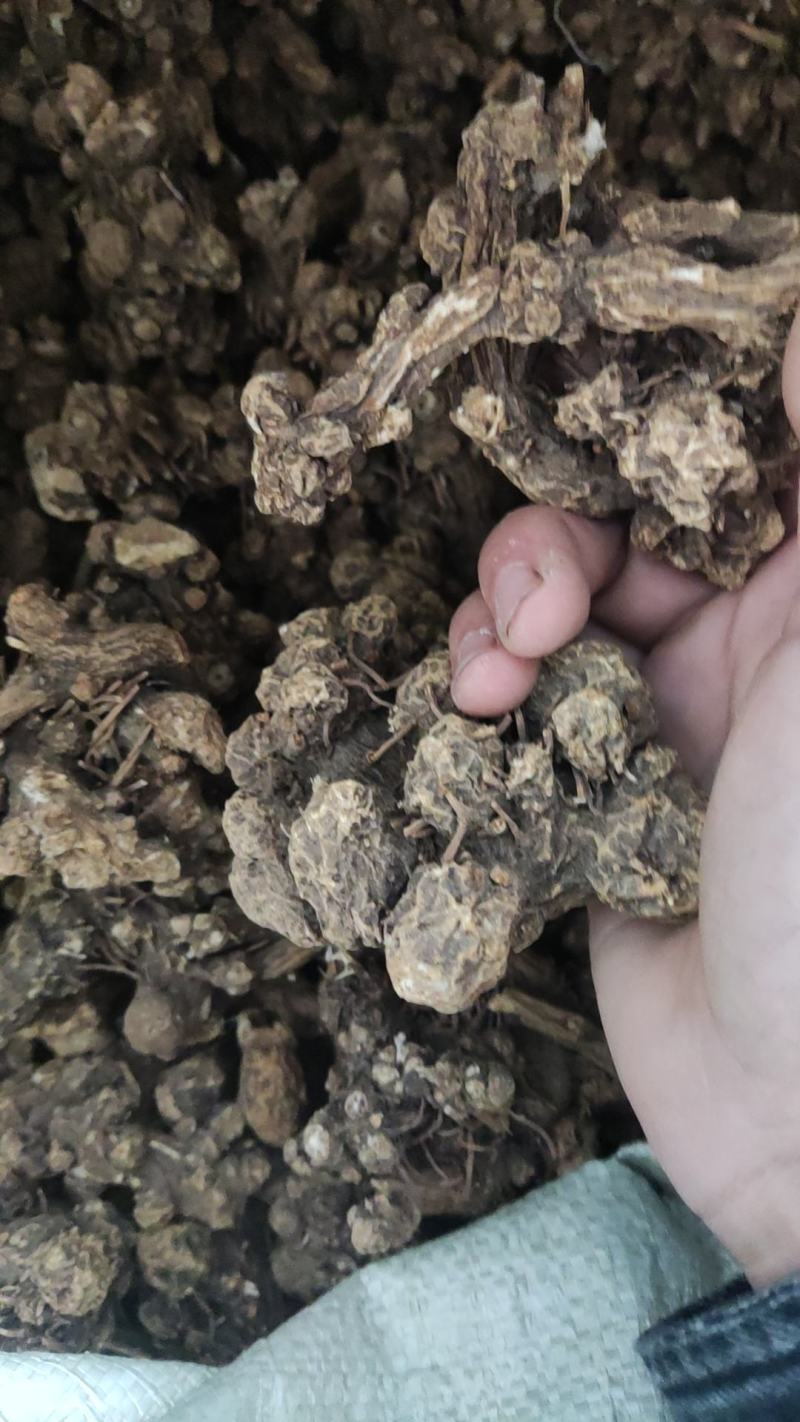 内蒙赤峰朱砂点北苍术