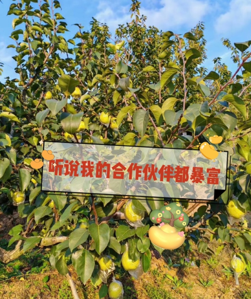 莱阳香水梨，沙土种植，香甜多汁，梨香浓郁,75规格以上