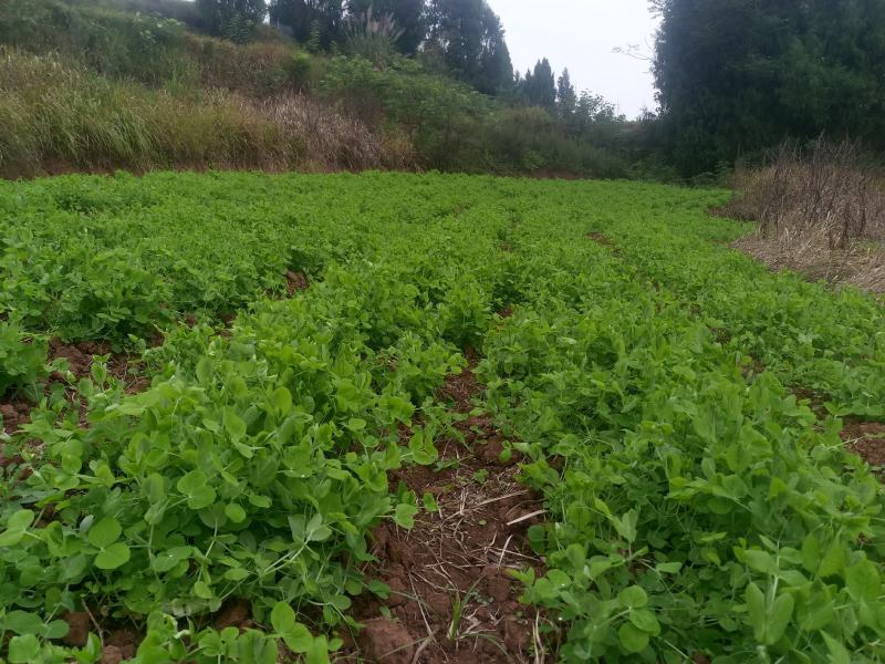 潼南豌豆尖500亩大量上市