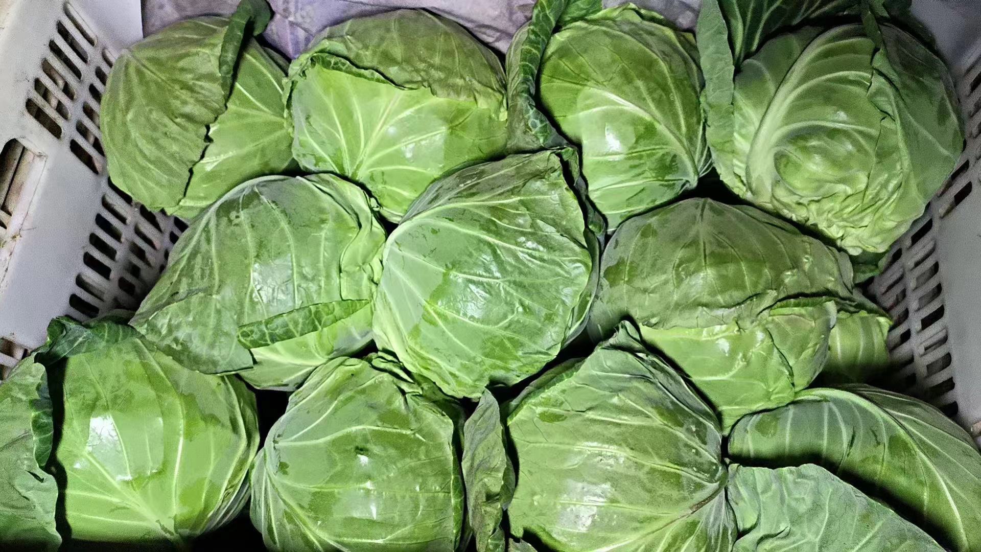 一碗新鲜的羽衣甘蓝沙拉,搭配坚果和橄榄油 羽衣甘蓝沙拉与坚果混合