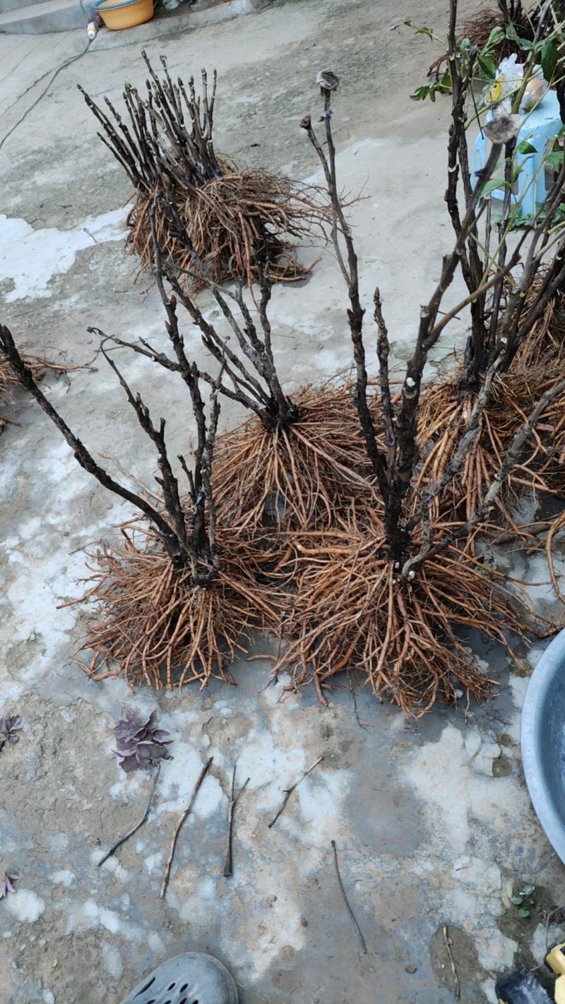 菏泽牡丹甲天下