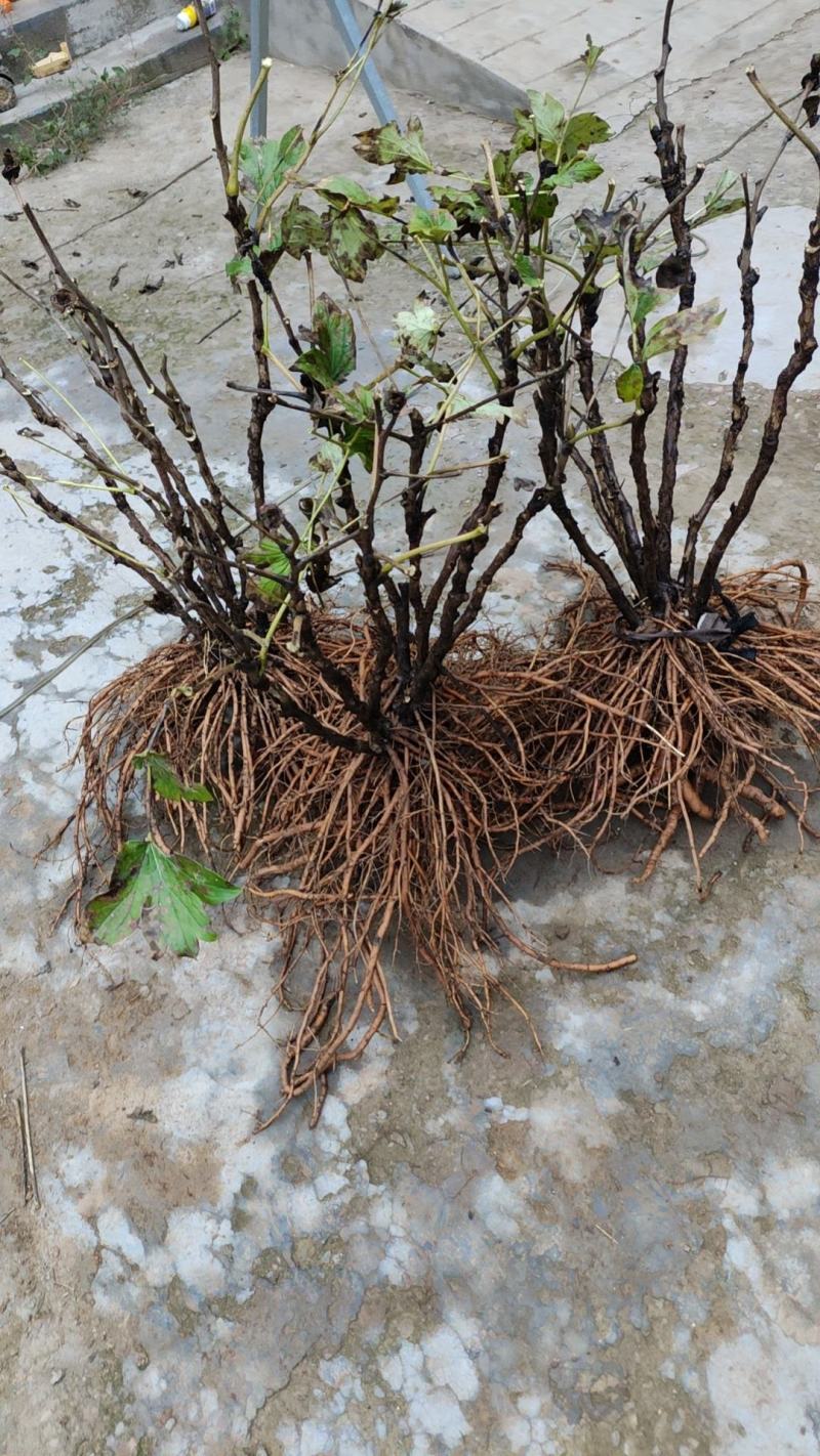 菏泽牡丹甲天下