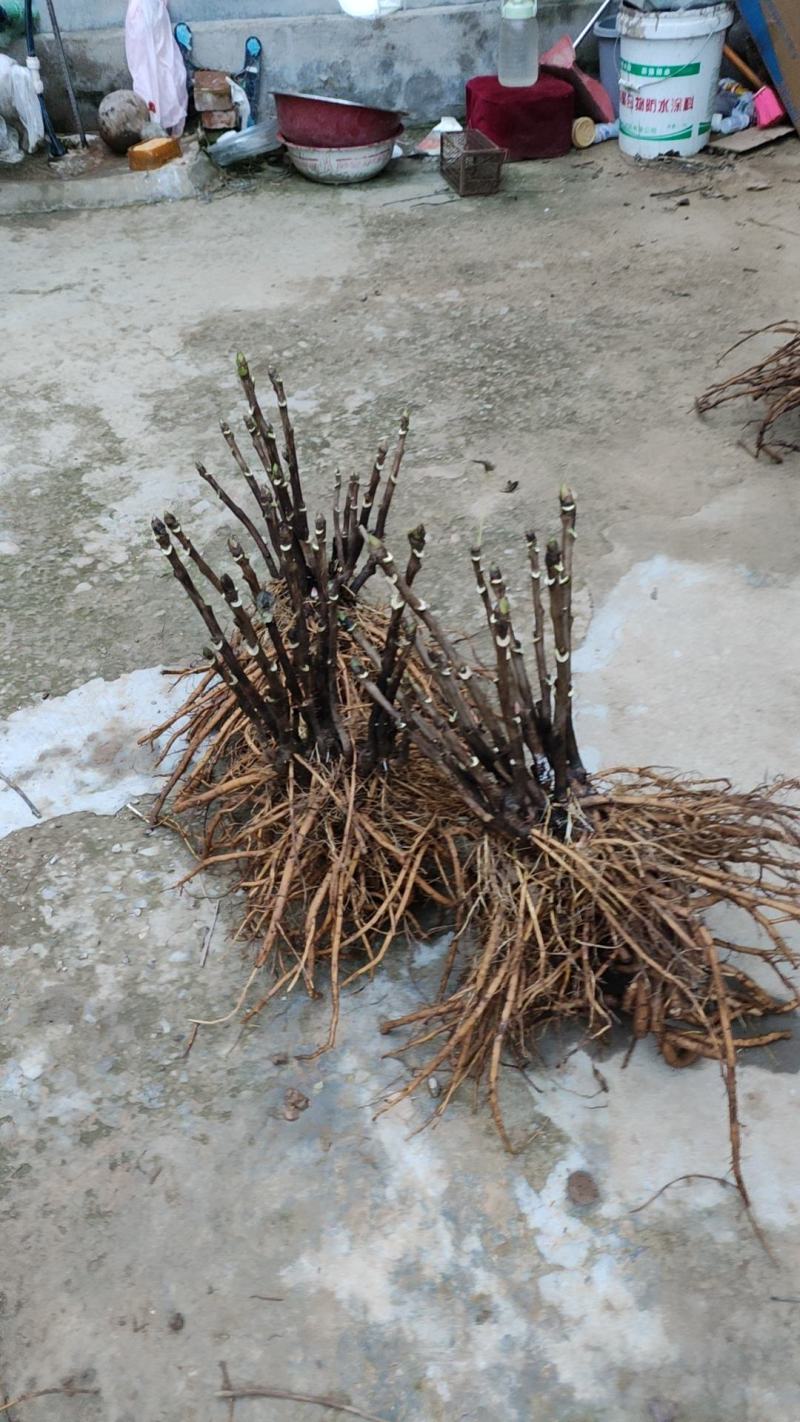 菏泽牡丹甲天下