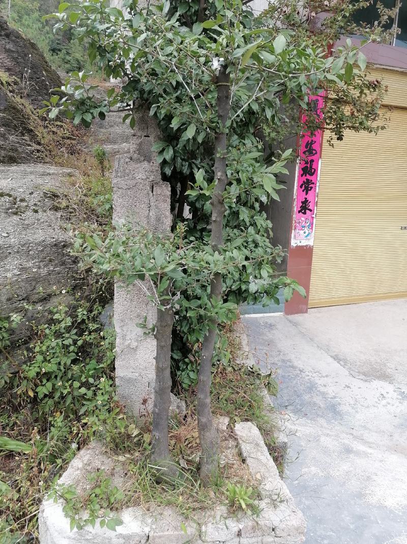 金弹子