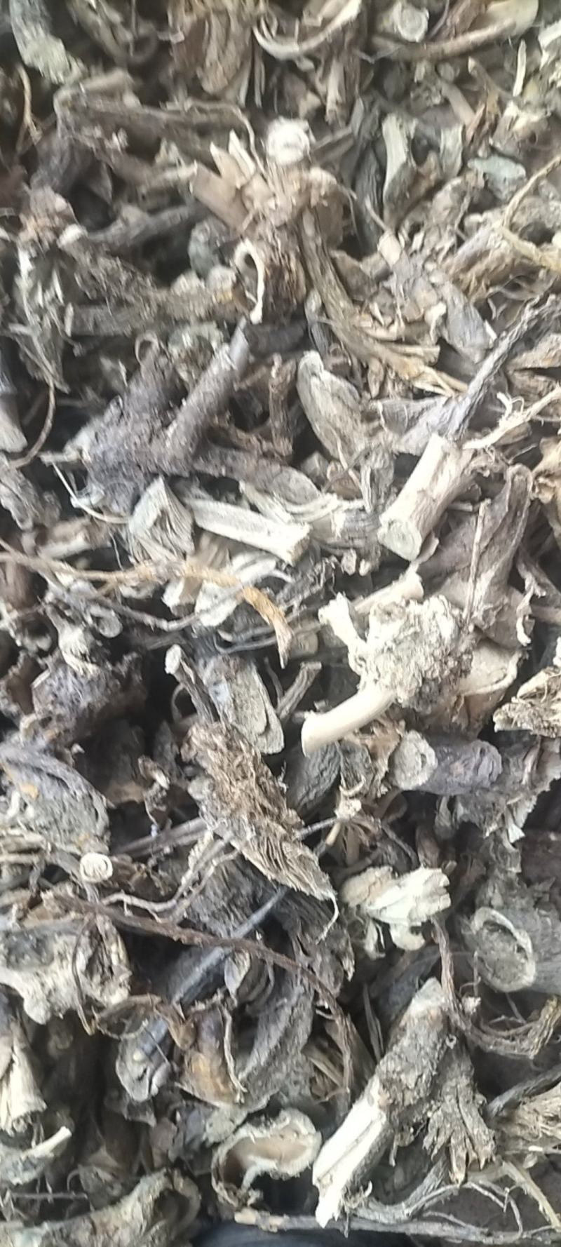 苦参野生苦参干货