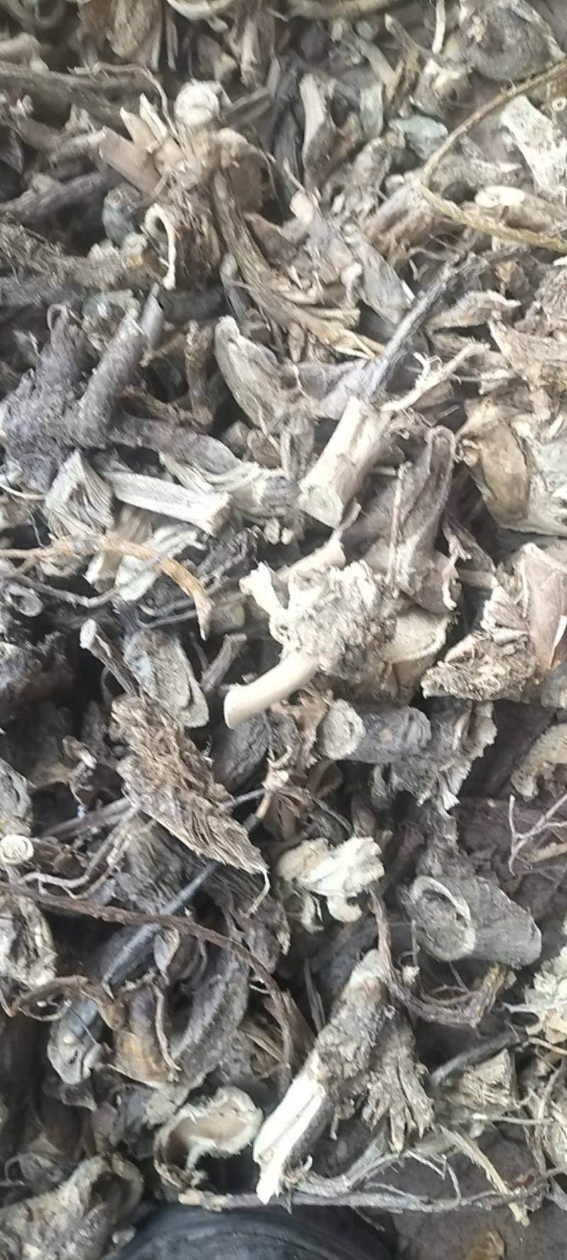 苦参野生苦参干货