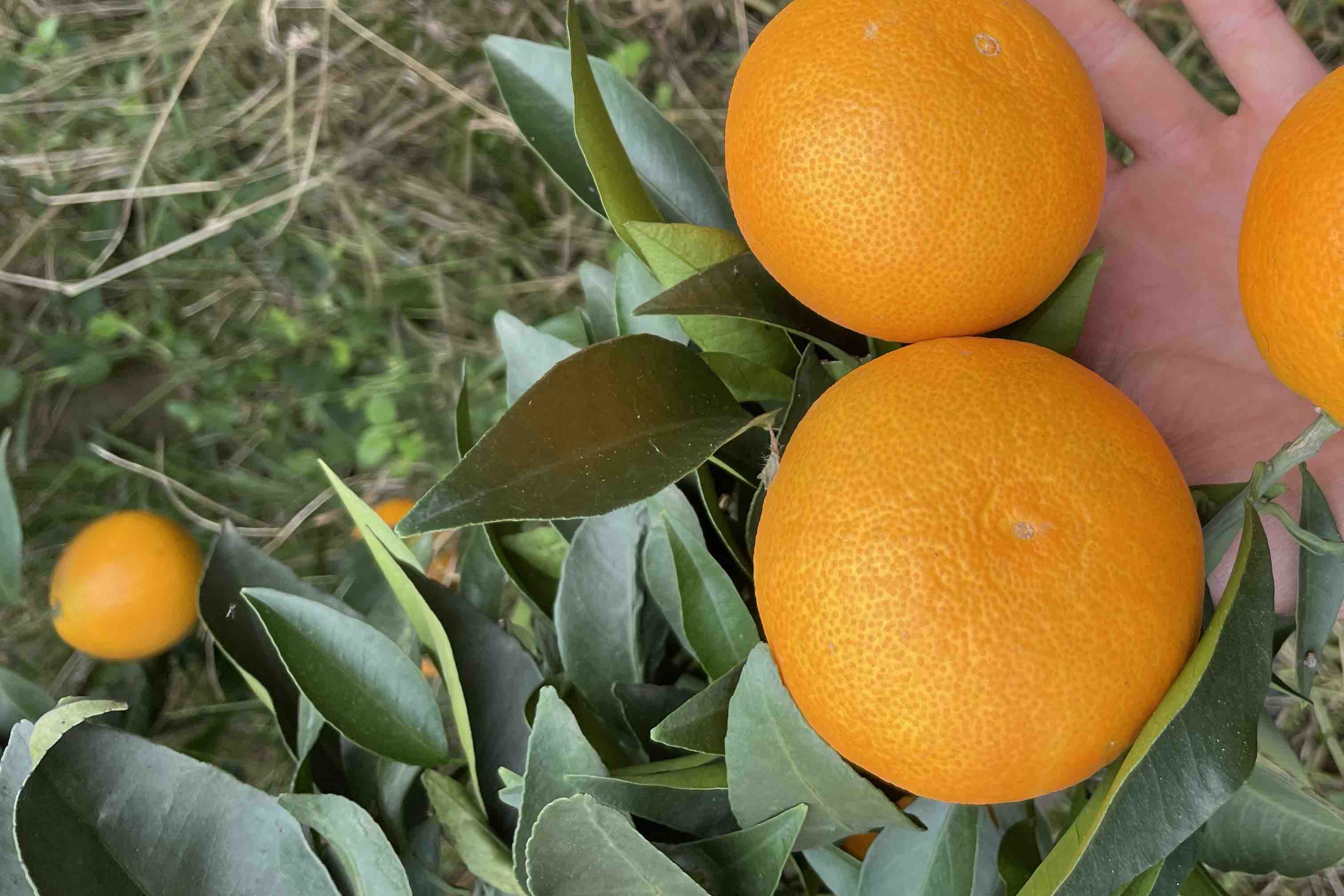 【新品未使用 アルチビオ】38号 爱媛38号-柑橘种苗-湖南省三国园艺有限公司