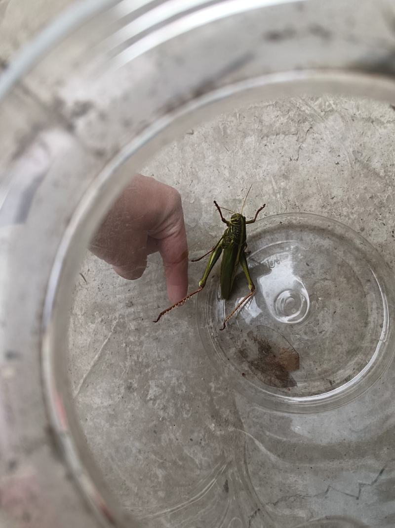 贵州野生蝗虫蚂蚱