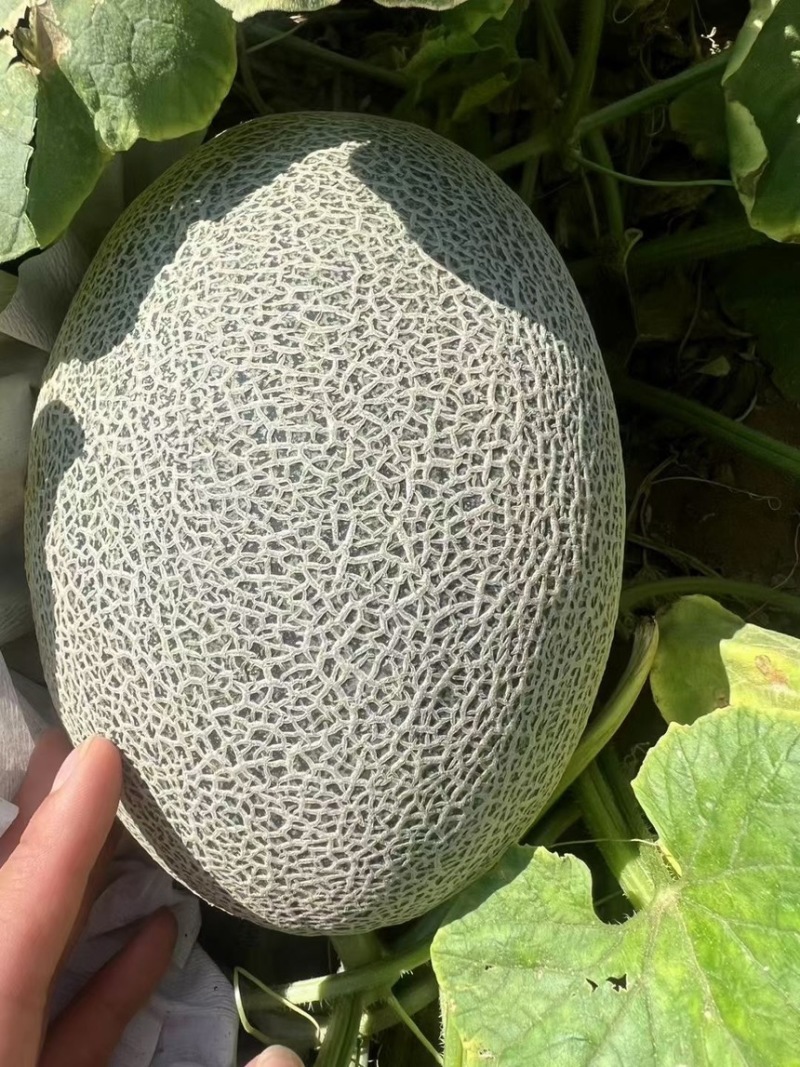 海南（晓蜜25）大量上市：海沙地瓜糖度高皮薄肉红