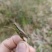 贵州野生蝗虫蚂蚱